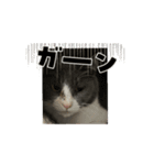 元野良猫クーのアニメーションスタンプ（個別スタンプ：1）