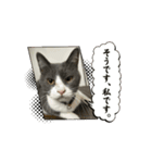 元野良猫クーのアニメーションスタンプ（個別スタンプ：2）