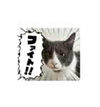 元野良猫クーのアニメーションスタンプ（個別スタンプ：3）
