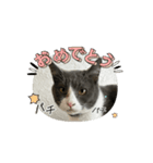 元野良猫クーのアニメーションスタンプ（個別スタンプ：5）