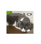 元野良猫クーのアニメーションスタンプ（個別スタンプ：8）