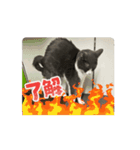 元野良猫クーのアニメーションスタンプ（個別スタンプ：9）