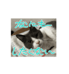 元野良猫クーのアニメーションスタンプ（個別スタンプ：11）