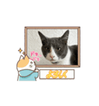 元野良猫クーのアニメーションスタンプ（個別スタンプ：12）