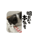 元野良猫クーのアニメーションスタンプ（個別スタンプ：13）