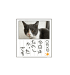 元野良猫クーのアニメーションスタンプ（個別スタンプ：15）