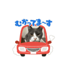 元野良猫クーのアニメーションスタンプ（個別スタンプ：16）