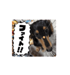 チワワ＆ダックス仲良し（個別スタンプ：8）