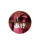 JJ動くスタンプ（個別スタンプ：1）