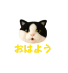 ニードルフェルト風偽こま（個別スタンプ：1）