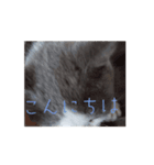 皆のアオくん2（個別スタンプ：7）