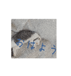 皆のアオくん2（個別スタンプ：8）