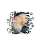 もふもふとあちゃん（個別スタンプ：3）