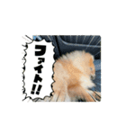 もふもふとあちゃん（個別スタンプ：13）