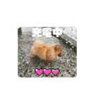 もふもふとあちゃん（個別スタンプ：16）