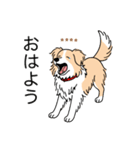 名前入りボーダーコリーウィートン（個別スタンプ：2）