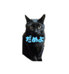 実家の歴代にゃんず（個別スタンプ：15）