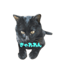 実家の歴代にゃんず（個別スタンプ：21）