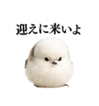【爆笑】口が悪いシマエナガ（個別スタンプ：13）