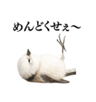 【爆笑】口が悪いシマエナガ（個別スタンプ：14）