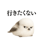 【爆笑】口が悪いシマエナガ（個別スタンプ：25）
