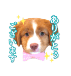 もちょ！ノヴァ・スタ 2（個別スタンプ：1）