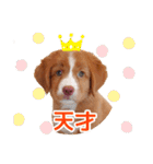 もちょ！ノヴァ・スタ 2（個別スタンプ：7）