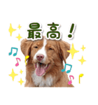 もちょ！ノヴァ・スタ 2（個別スタンプ：9）