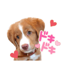もちょ！ノヴァ・スタ 2（個別スタンプ：11）