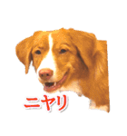 もちょ！ノヴァ・スタ 2（個別スタンプ：13）