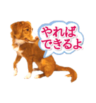 もちょ！ノヴァ・スタ 2（個別スタンプ：15）