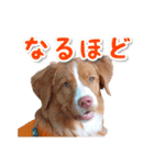 もちょ！ノヴァ・スタ 2（個別スタンプ：17）