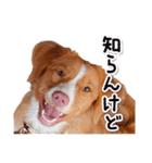 もちょ！ノヴァ・スタ 2（個別スタンプ：18）