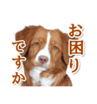 もちょ！ノヴァ・スタ 2（個別スタンプ：21）