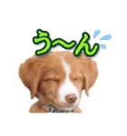 もちょ！ノヴァ・スタ 2（個別スタンプ：23）