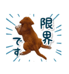 もちょ！ノヴァ・スタ 2（個別スタンプ：24）