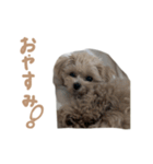 ここっちゃんの日常（個別スタンプ：1）