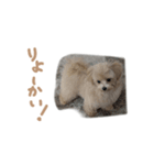 ここっちゃんの日常（個別スタンプ：5）