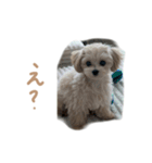 ここっちゃんの日常（個別スタンプ：6）
