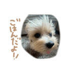 ここっちゃんの日常（個別スタンプ：7）