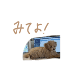 ここっちゃんの日常（個別スタンプ：8）