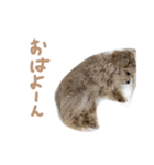 ここっちゃんの日常（個別スタンプ：10）