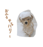 ここっちゃんの日常（個別スタンプ：11）