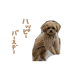 ここっちゃんの日常（個別スタンプ：12）
