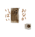 ここっちゃんの日常（個別スタンプ：15）