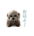 ここっちゃんの日常（個別スタンプ：17）