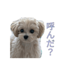ここっちゃんの日常（個別スタンプ：19）