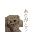ここっちゃんの日常（個別スタンプ：21）