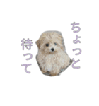 ここっちゃんの日常（個別スタンプ：24）