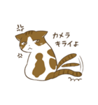 わが家ののにゃんず（個別スタンプ：40）